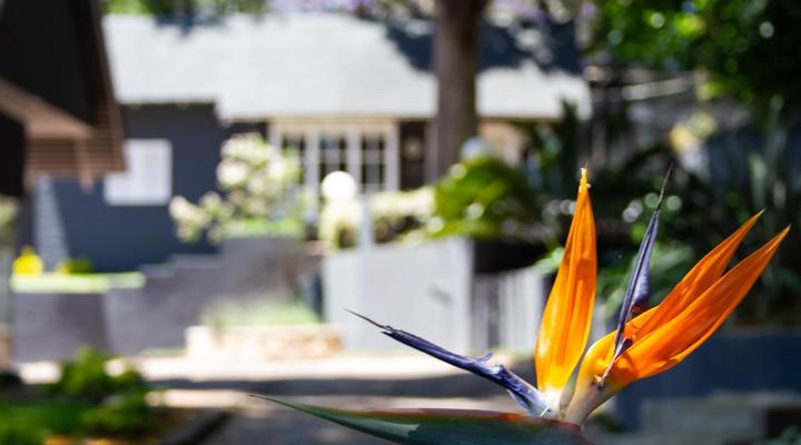 Treehouse on Maple B&B