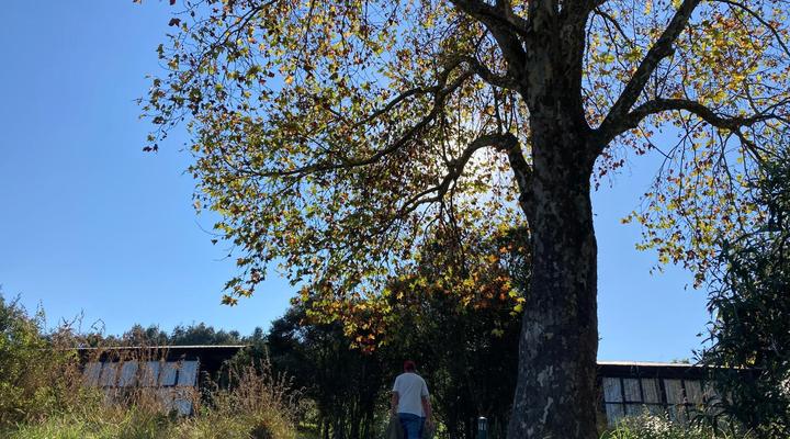 Midlands Forest Lodge