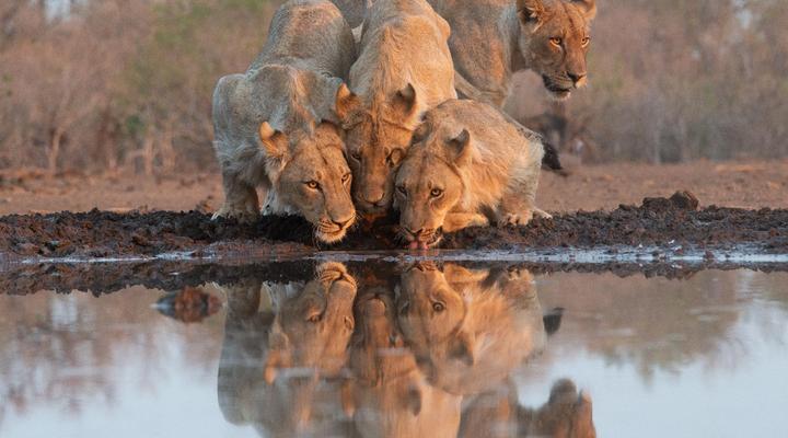Euphorbia Mashatu - Mashatu Game Reserve