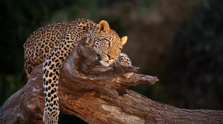Euphorbia Mashatu - Mashatu Game Reserve