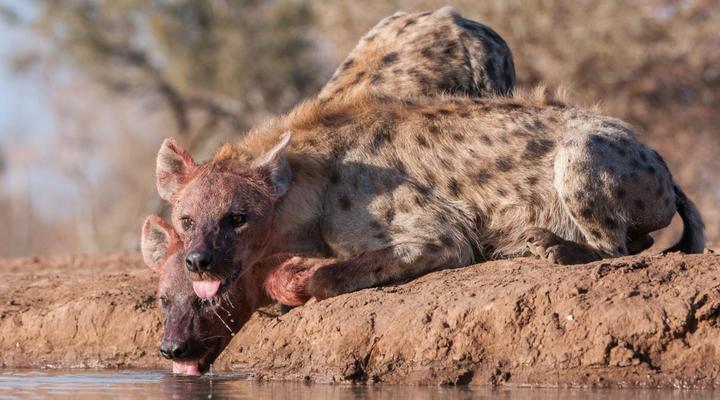 Euphorbia Mashatu - Mashatu Game Reserve