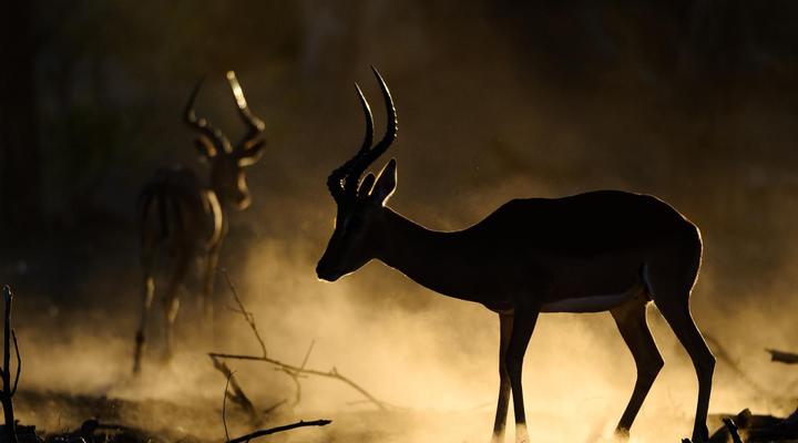 Euphorbia Mashatu - Mashatu Game Reserve