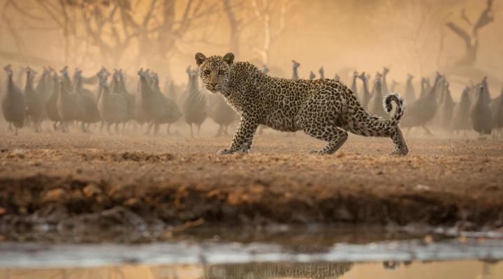 Euphorbia Mashatu - Mashatu Game Reserve