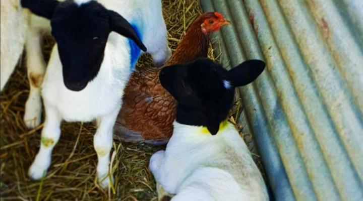 The Green Tree Cottages