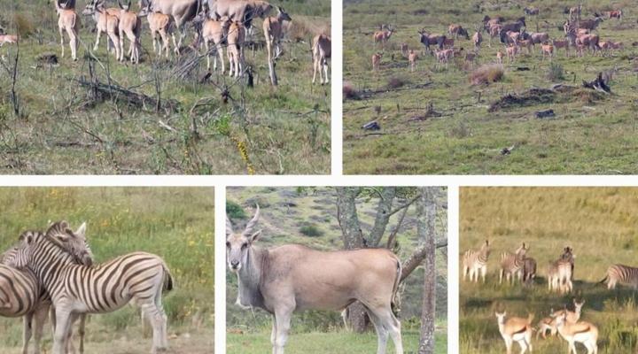 Keurbooms River Game Trails