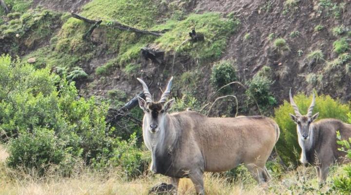Keurbooms River Game Trails