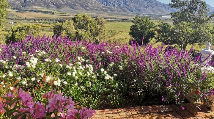 Paradise in the Winelands