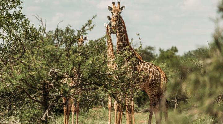 Maroelani Private Nature Reserve