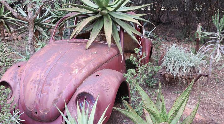 Monkey Thorn Cottage