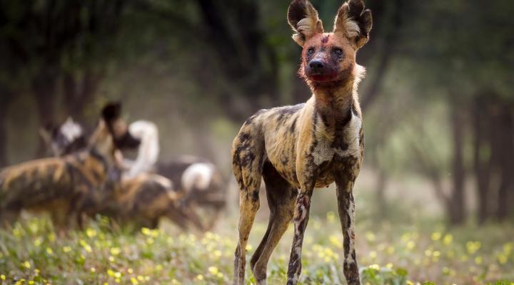 Working with Wildlife