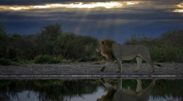 Working with Wildlife