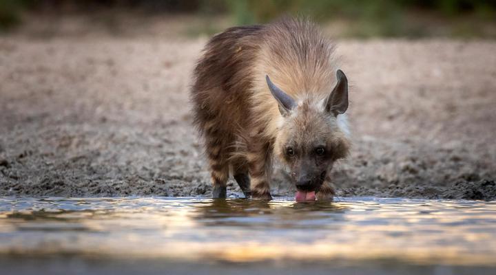 Working with Wildlife