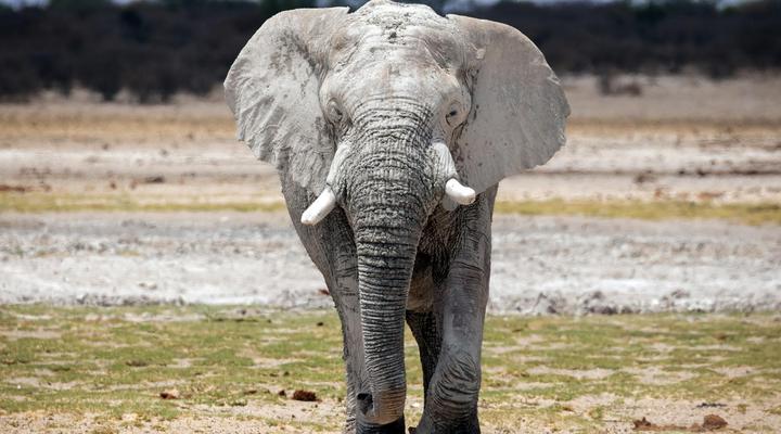 Working with Wildlife