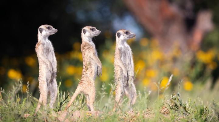 Working with Wildlife