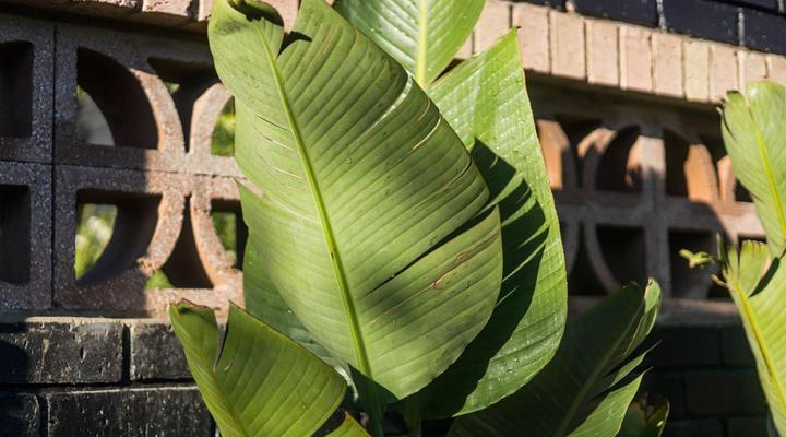 The Red Door Clarens