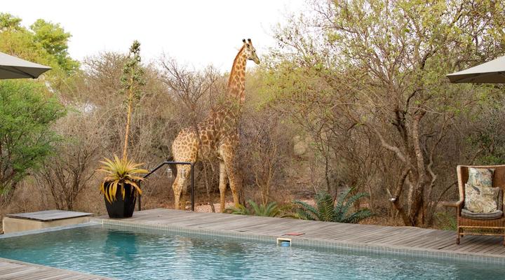 The Lazy Leopard Lodge