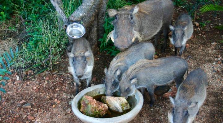 The Lazy Leopard Lodge