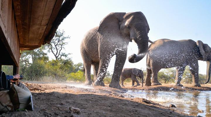 Mashatu Lodge - Mashatu Game Reserve