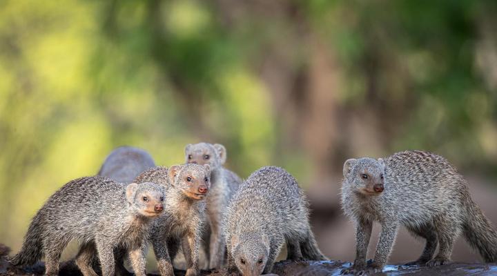 Mashatu Tent Camp - Mashatu Game Reserve