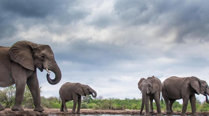 Mashatu Tent Camp - Mashatu Game Reserve