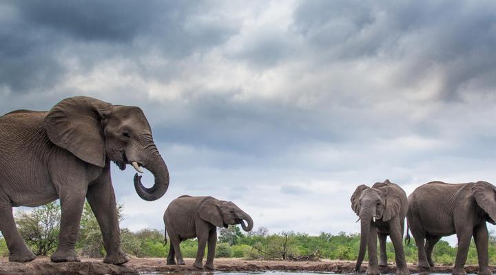 Kolokolo Safari Home - Mashatu Game Reserve