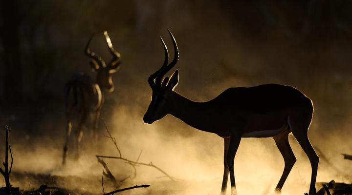 Kolokolo Safari Home - Mashatu Game Reserve