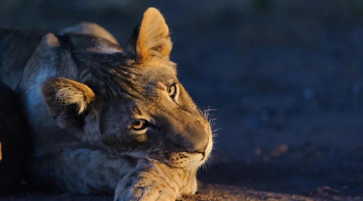 Kolokolo Safari Home - Mashatu Game Reserve