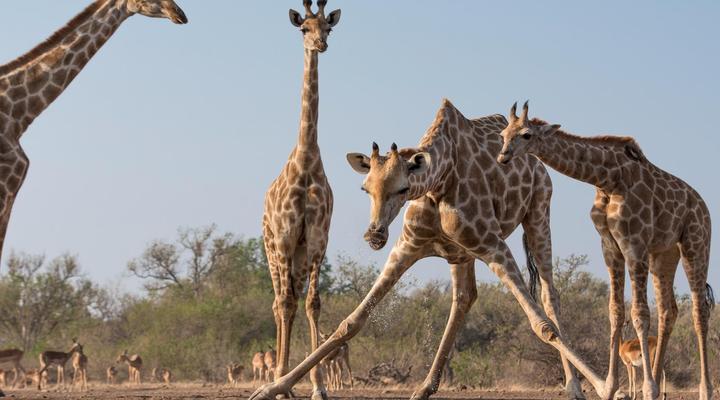 Kolokolo Safari Home - Mashatu Game Reserve