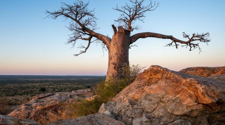 Kolokolo Safari Home - Mashatu Game Reserve