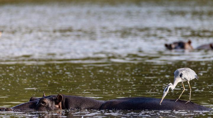 Sable Ranch Bush Lodge