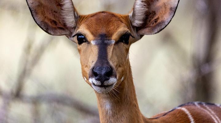 Sable Ranch Bush Lodge