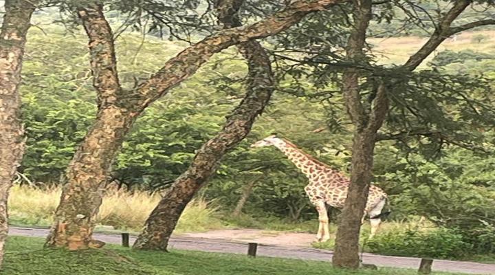 Khululeka Safaris Lodge