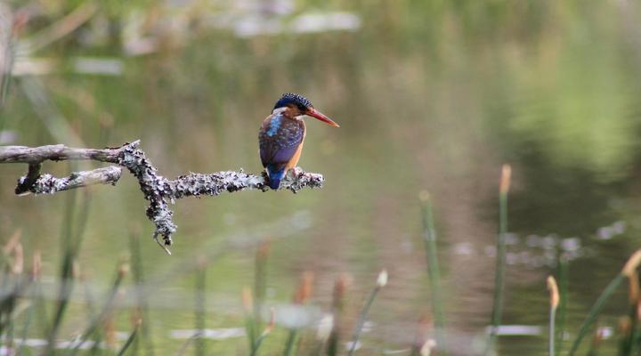 Simbonga Game Reserve & Sanctuary