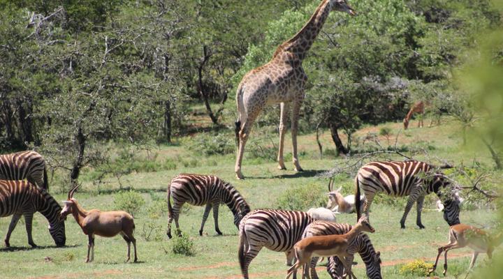 Simbonga Game Reserve & Sanctuary