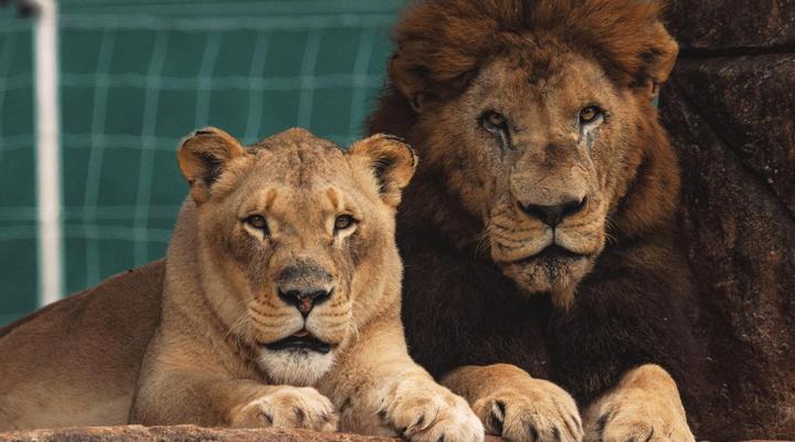 Lion’s View Accommodation