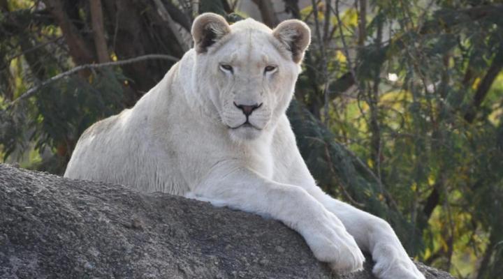 Lion’s View Accommodation