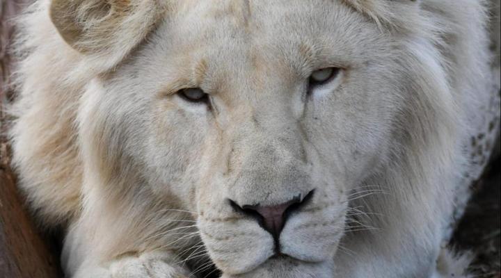 Lion’s View Accommodation