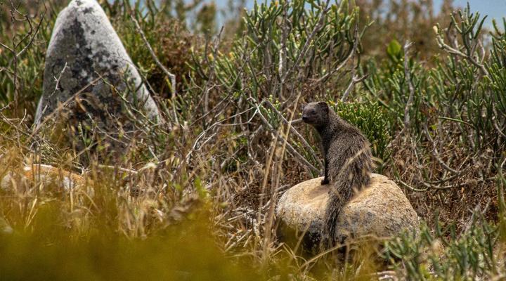 The Magical Mongoose