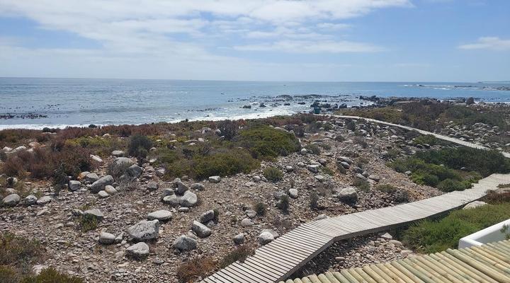 The Magical Mongoose