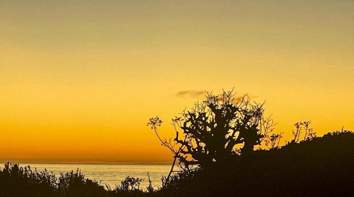 The Magical Mongoose