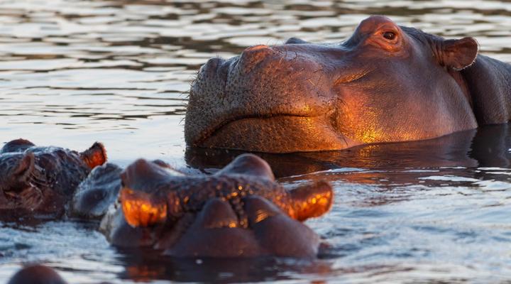 Inyati Game Lodge, Sabi Sand Nature Reserve