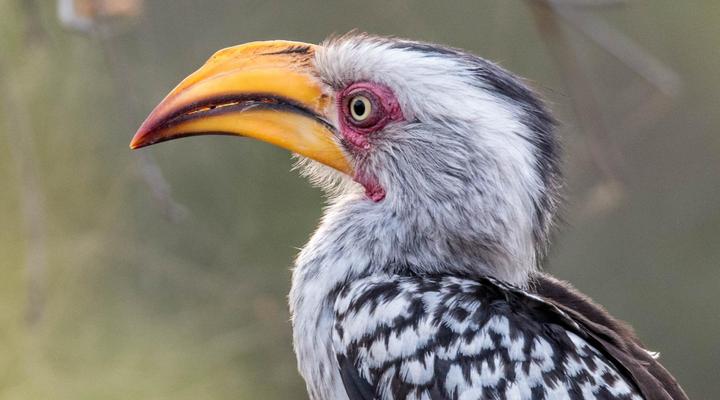 Inyati Game Lodge, Sabi Sand Nature Reserve