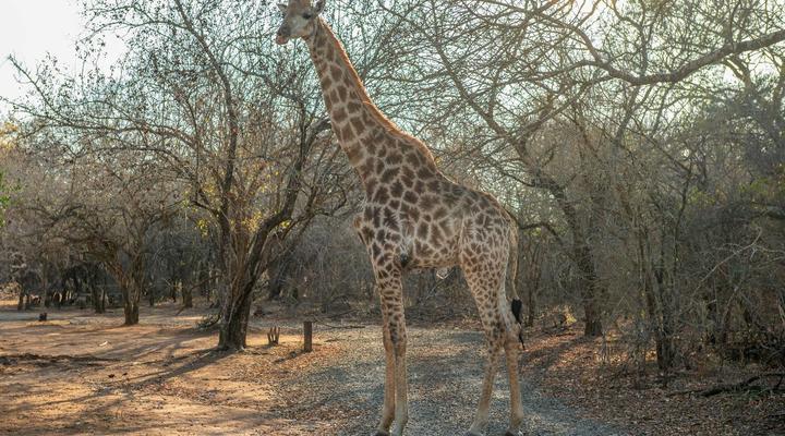 Foxy Crocodile Bush Lodge & Kruger Safaris