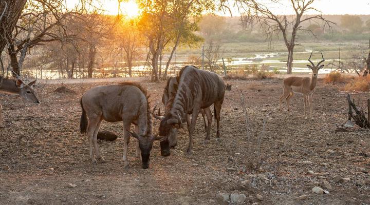 Foxy Crocodile Bush Lodge & Kruger Safaris