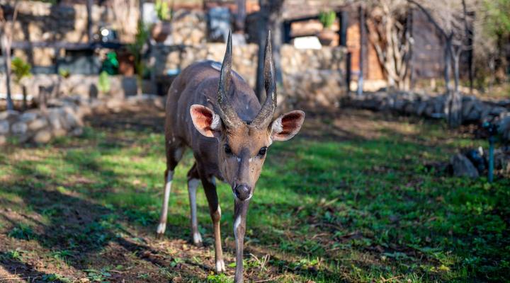 Foxy Crocodile Bush Lodge & Kruger Safaris