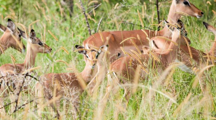Ubizane Zululand Safari Lodge