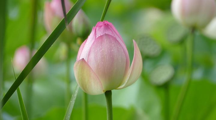 Rothman Manor De Luxe Guest Retreat