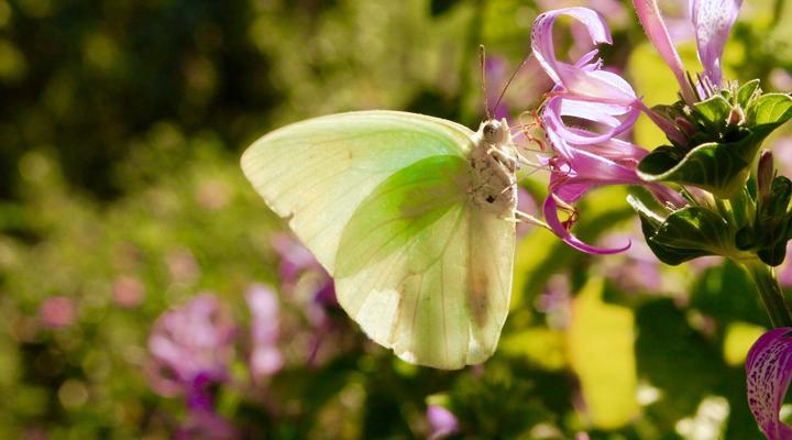 Rothman Manor De Luxe Guest Retreat