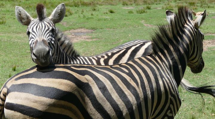 Rothman Manor De Luxe Guest Retreat