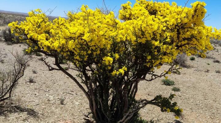 Gemsbokfontein Gasteplaas